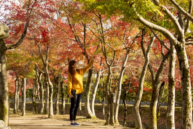  丸岡城 エリア